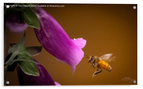 Digitalis Bee Acrylic by Paul Pepper