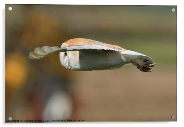 Barn owl (Tyto alba) hunting Acrylic by Russell Finney