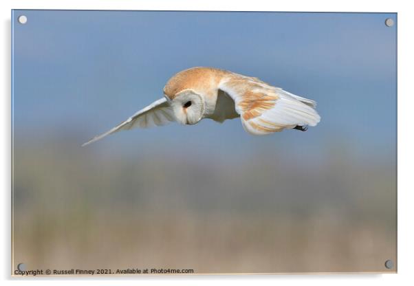 Barn owl (Tyto alba) quartering for prey Acrylic by Russell Finney