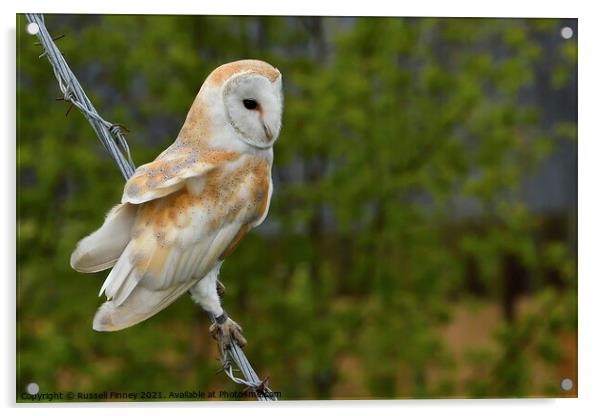 Barn owl (Tyto alba) resting on wire Acrylic by Russell Finney