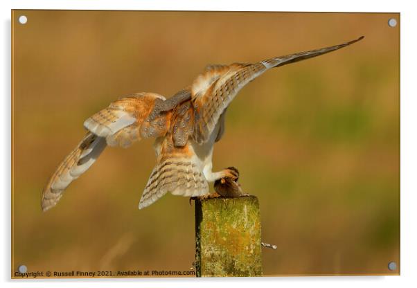 Barn owl (Tyto alba) landing with prey-field vole Acrylic by Russell Finney