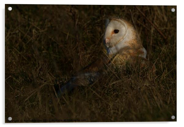 Barn owl (Tyto alba) in feild on prey Acrylic by Russell Finney