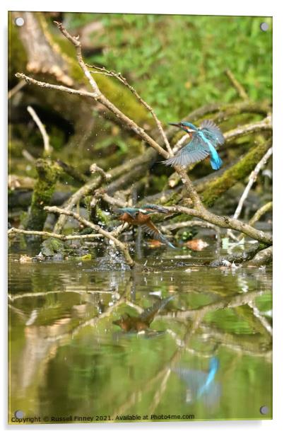 Kingfishers learning to fish Acrylic by Russell Finney