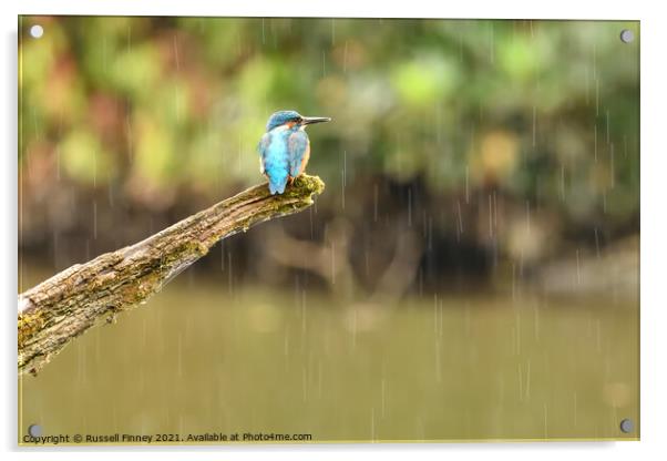 Kingfisher in the rain Acrylic by Russell Finney