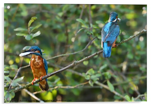 Kingfisher male and female with fish Acrylic by Russell Finney