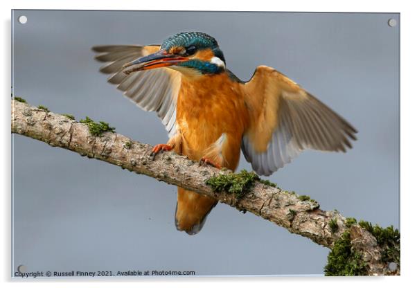 Kingfisher female landing on branch Acrylic by Russell Finney