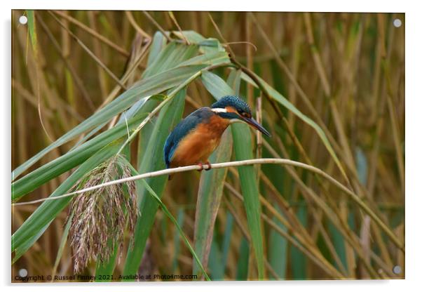 Kingfisher on reeds Acrylic by Russell Finney
