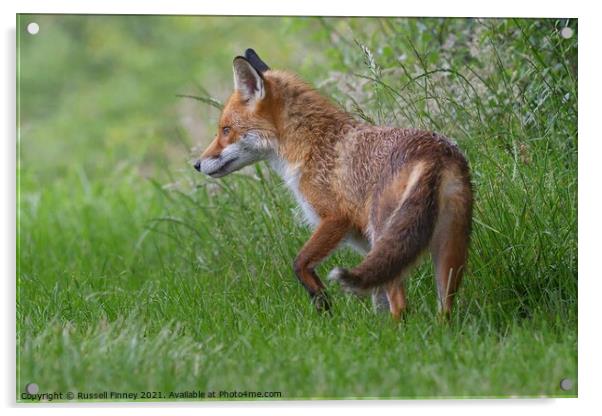 Red Fox (Vulpes Vulpes) on the edge of woodland Acrylic by Russell Finney