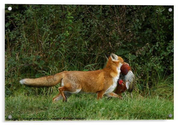 Red Fox (Vulpes Vulpes) with a pheasant Acrylic by Russell Finney