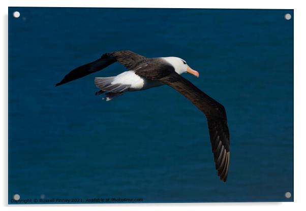 Black browed Albatross RSPB Bempton Cliffs East Yorkshire England Acrylic by Russell Finney