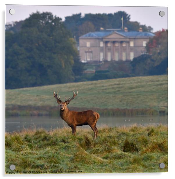 Red Deer Stags at Tatton Park England Acrylic by Russell Finney