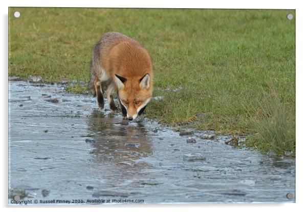 Red Fox Vulpes Vulpes walking around frozen pond Acrylic by Russell Finney