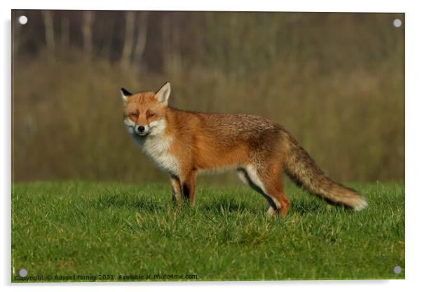 Red Fox (Vulpes Vulpes) in a lush green field  Acrylic by Russell Finney