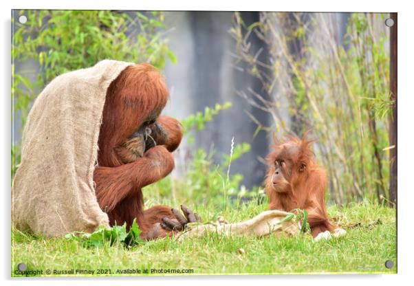 Orangutans Close up Acrylic by Russell Finney