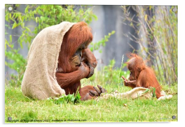 Orangutan and baby close up Acrylic by Russell Finney