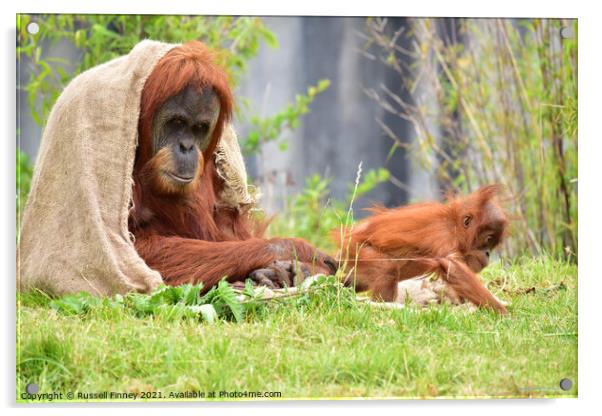 Orangutans Close up Acrylic by Russell Finney