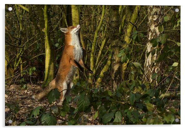 Red Fox (Vulpes Vulpes) in woodland chasing squirrels Acrylic by Russell Finney