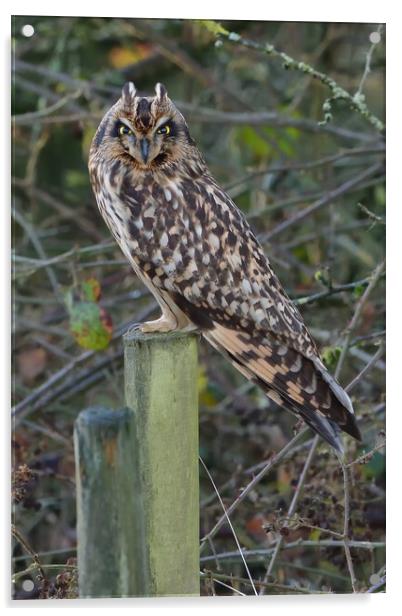 Short Eared Owl resting on a fence post Acrylic by Russell Finney