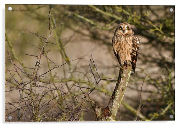Short Eared Owl, perched on a branch Acrylic by Russell Finney