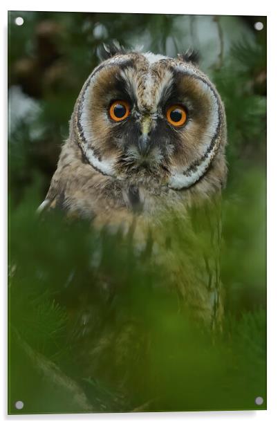 Young Long Eared Owl, perched on a branch Acrylic by Russell Finney
