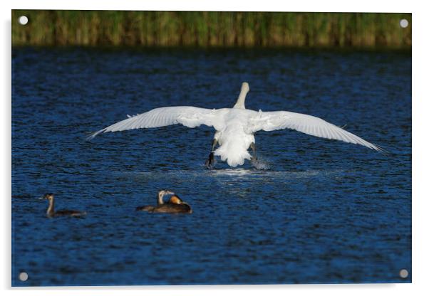 Mute Swan landing on water Acrylic by Russell Finney