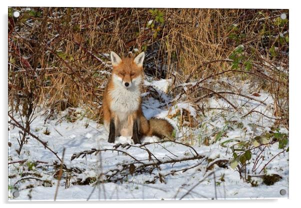 Red Fox resting in the snow  Acrylic by Russell Finney