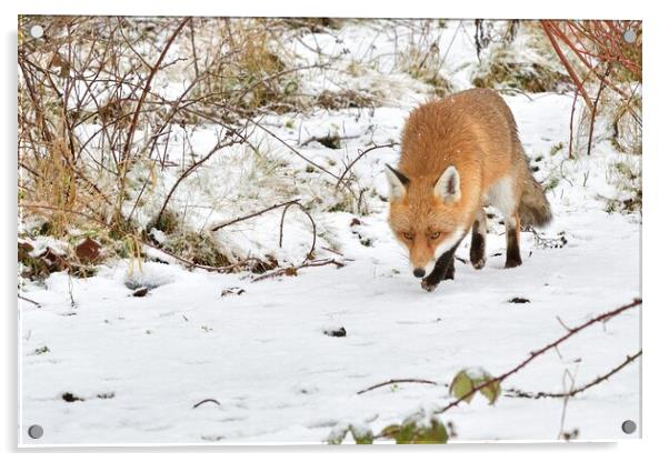 Red Fox prowling in the snow Acrylic by Russell Finney