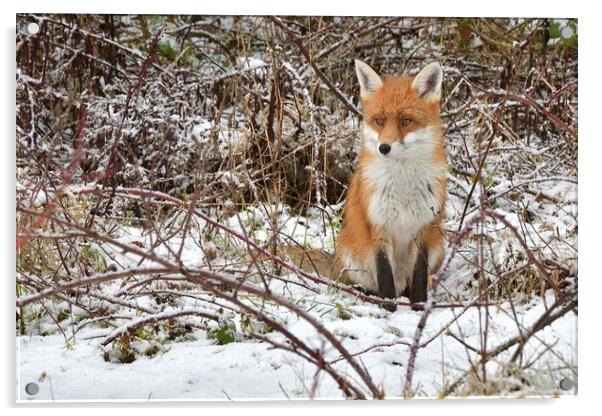 Red Fox resting in the snow Acrylic by Russell Finney