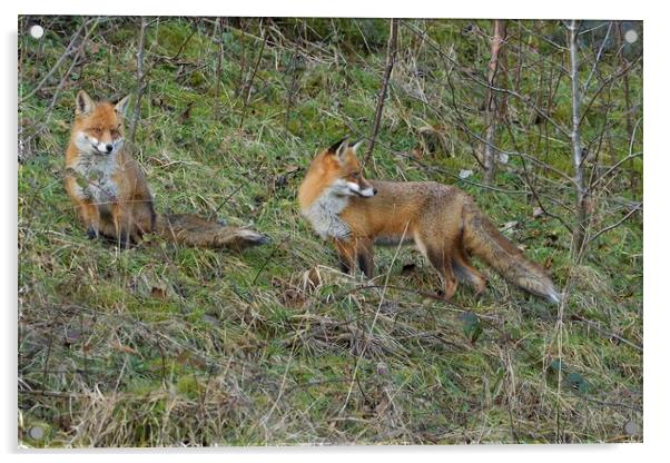 Male and female Red Fox (Vulpes Vulpes) on the edge of woodland Acrylic by Russell Finney
