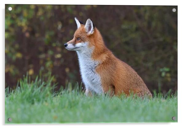 Red Fox (Vulpes Vulpes) in a lush green field  Acrylic by Russell Finney