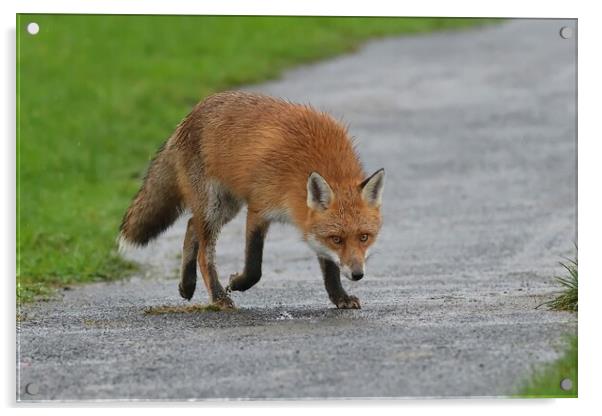 Red Fox (Vulpes Vulpes) close up in the rain Acrylic by Russell Finney