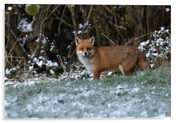 A fox covered in snow Acrylic by Russell Finney