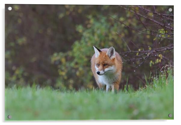 Red Fox (Vulpes Vulpes) in woodland on a frosty morning Acrylic by Russell Finney