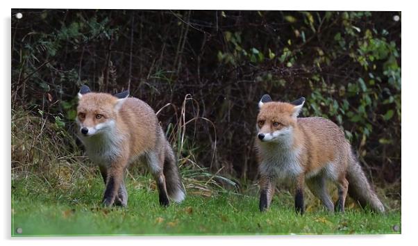 Red Fox (Vulpes Vulpes) on the edge of woodland Acrylic by Russell Finney