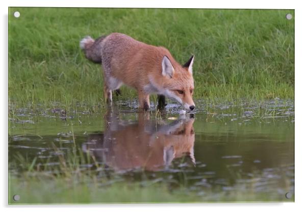 Red Fox (Vulpes Vulpes) drinking water from small  Acrylic by Russell Finney