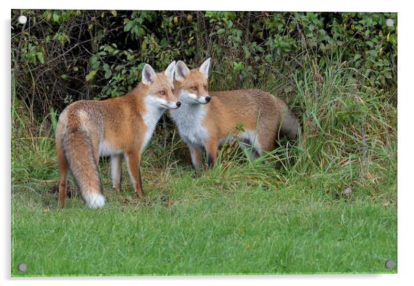 Red Fox (Vulpes Vulpes) on the edge of woodland Acrylic by Russell Finney