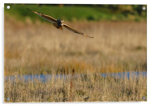 Short Eared Owl flying over field, Liverpool  Acrylic by Russell Finney