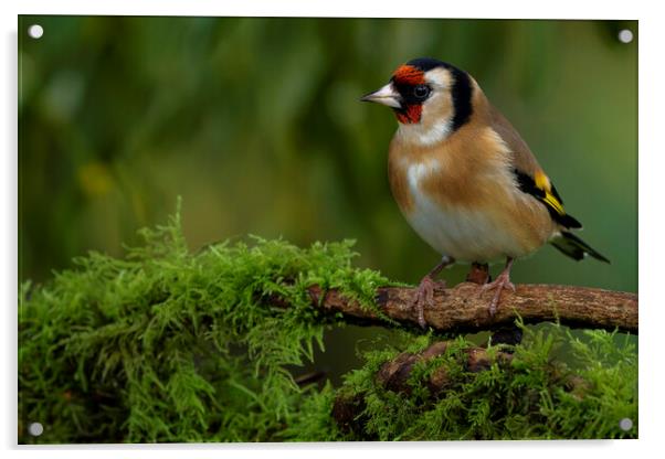 British garden bird, Goldfinch. Warrington England Acrylic by Russell Finney