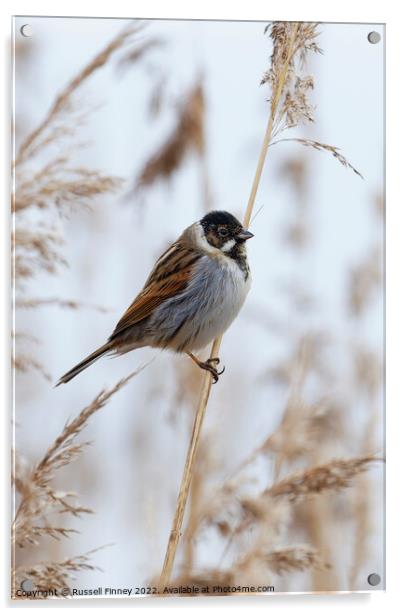 Reed Bunting on marsh reeds Acrylic by Russell Finney