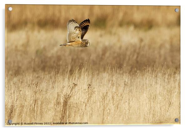 Short Eared Owl quartering a field  Acrylic by Russell Finney