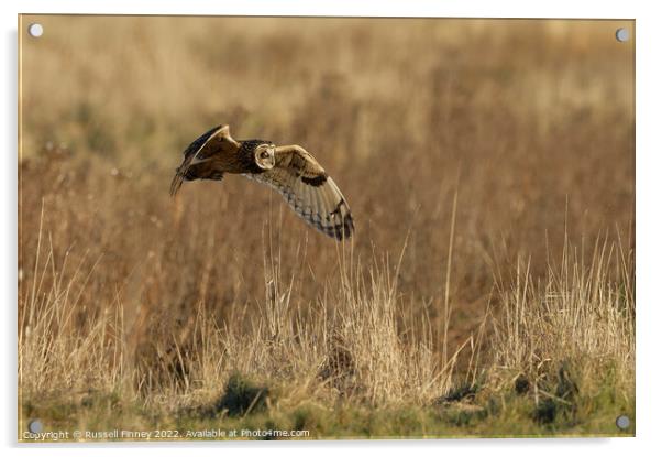 Short Eared Owl quartering a field Acrylic by Russell Finney