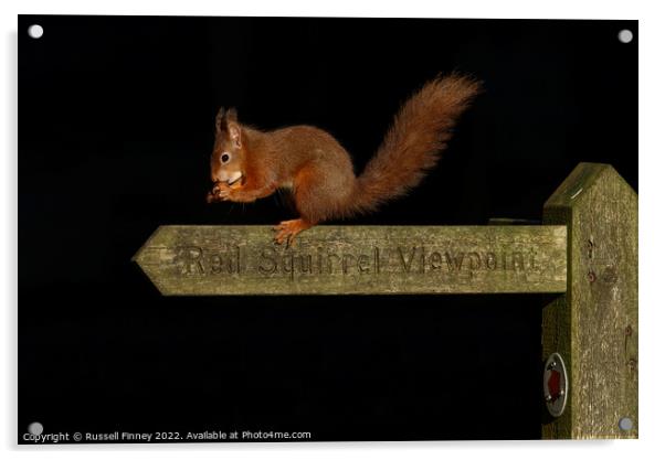 Red squirrel  Acrylic by Russell Finney
