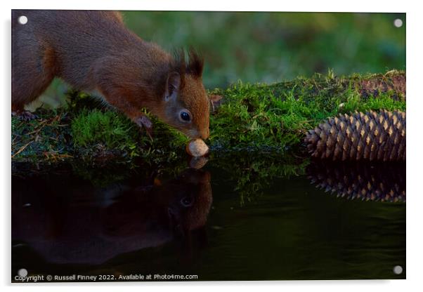 Red Squirrel reflection  Acrylic by Russell Finney