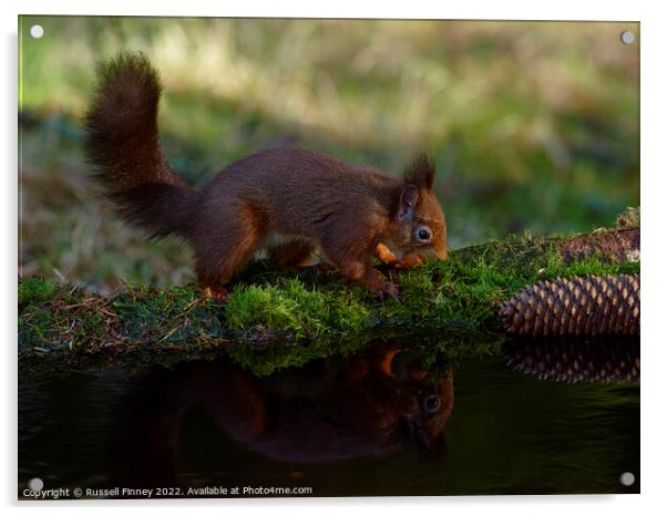 Red Squirrel reflection Acrylic by Russell Finney