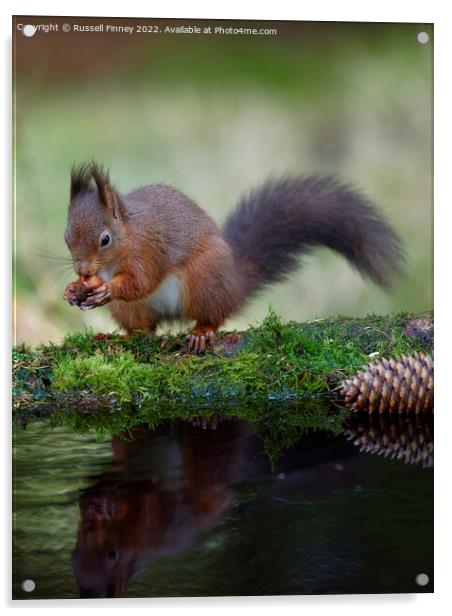 Red Squirrel reflection Acrylic by Russell Finney