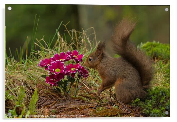 Red Squirrel in flowers Acrylic by Russell Finney