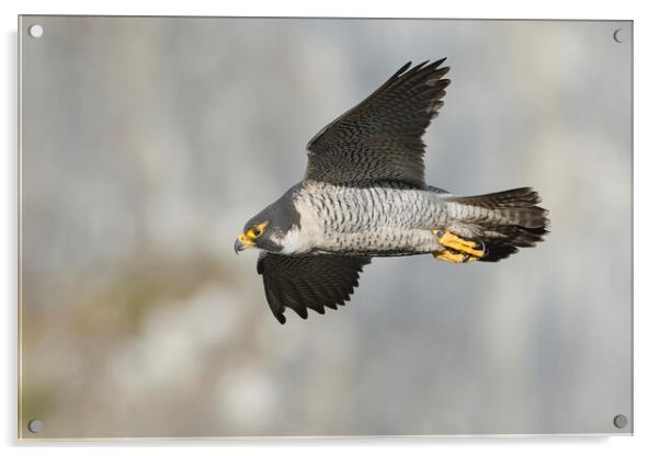 peregrine falcon Acrylic by Russell Finney