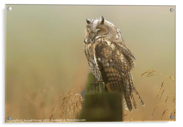 Long Eared Owl sleeping on fence post Acrylic by Russell Finney