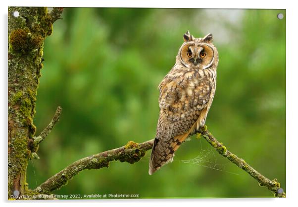 Long Eared Owl Acrylic by Russell Finney