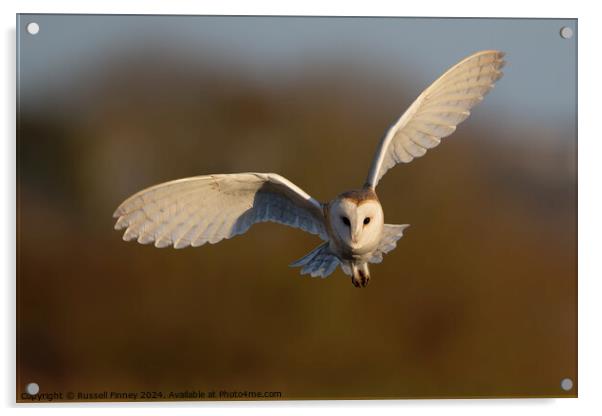 Barn Owl, Tyto alba, quartering a field hunting Acrylic by Russell Finney